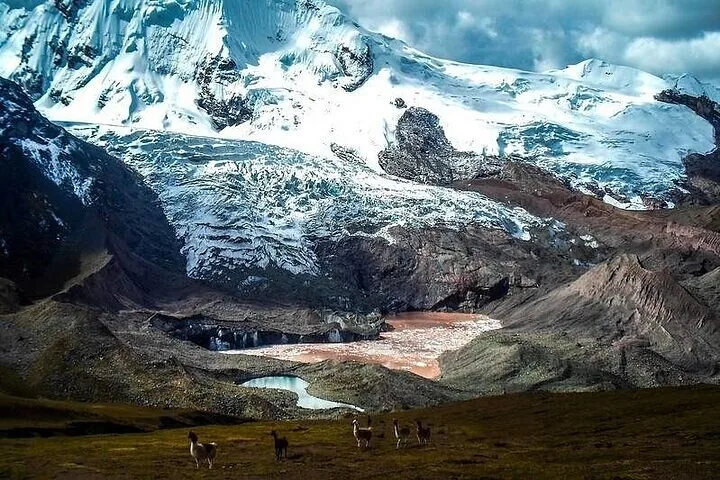 Lamas broutant dans une vallée près d'un glacier et d'une montagne enneigée